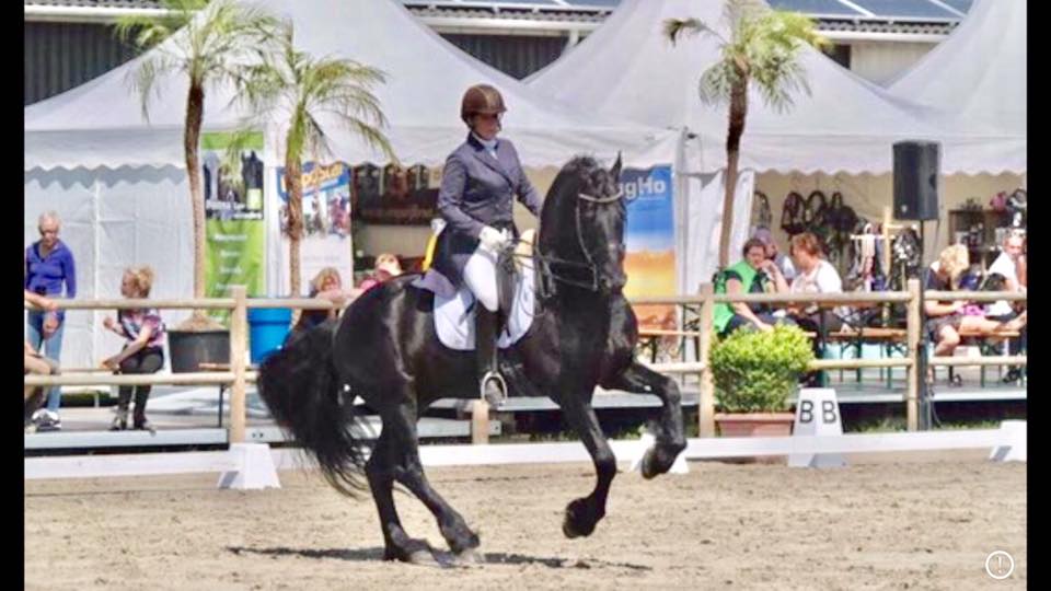 The Ster Stallion Hermes Hilbrand.jpg